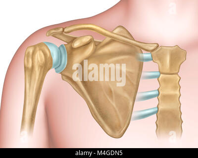 Vista anterior del hombro anatomía. ilustración digital. Foto de stock