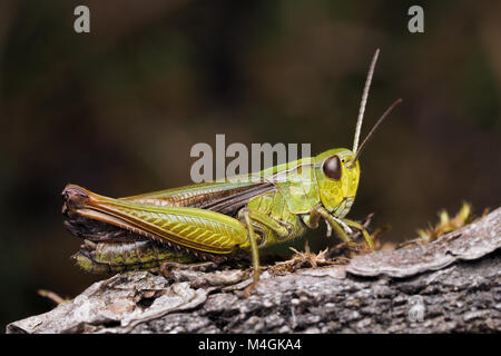 Common Green grasshopper (Omocestus viridulus) descansando sobre una rama. Tipperary, Irlanda. Foto de stock