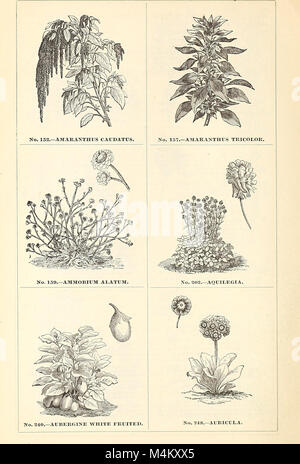 B.K. Bliss e hijo ilustrado del catálogo de primavera y aficionados guía para la flor y huerta (1871) (20391709191)