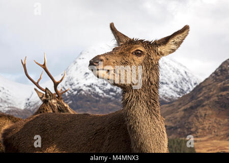 Hembra silvestre o hind, ciervo rojo (Cervus elaphus) durante el invierno en Glen Etive, Escocia. Detrás de las montañas cubiertas de nieve.