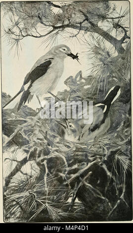 Aves de California; una introducción a más de trescientas aves comunes del estado e islas adyacentes (1912) (14568628570) Foto de stock
