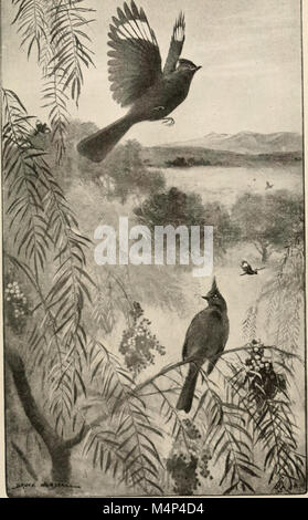 Aves de California; una introducción a más de trescientas aves comunes del estado e islas adyacentes (1912) (14752150241) Foto de stock