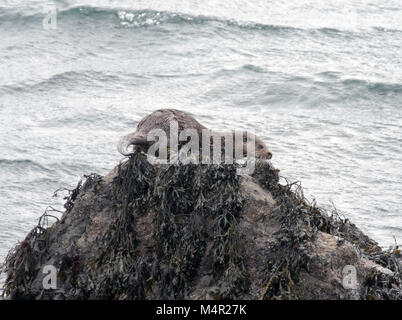 Nutria de mar, Lutra lutra, carnívoro semi-mamífero acuático, Isle Of Mull, Inner Hebrides, Escocia Foto de stock