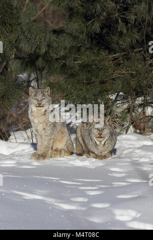 Minnesota, EE.UU. 8 Feb, 2018. Lynx silvestres con gatitos en Superior National Forest, en el norte de Minessota Crédito: Keith R. Crowley/Zuma alambre/Alamy Live News Foto de stock