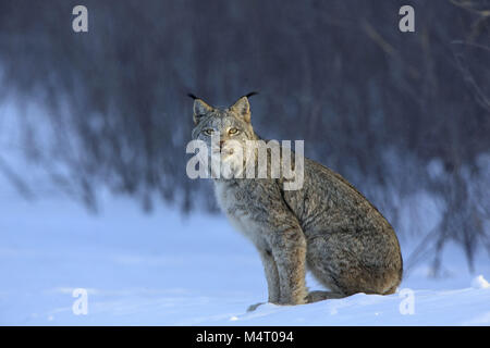 Minnesota, EE.UU. 8 Feb, 2018. Un adulto Lynx la caza de liebres con raquetas en Superior National Forest, en el norte de Minessota Crédito: Keith R. Crowley/Zuma alambre/Alamy Live News Foto de stock