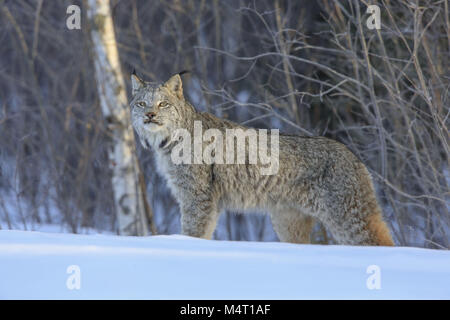 Minnesota, EE.UU. 8 Feb, 2018. Un adulto Lynx la caza de liebres con raquetas en Superior National Forest, en el norte de Minessota Crédito: Keith R. Crowley/Zuma alambre/Alamy Live News Foto de stock