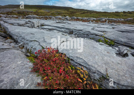 En un cultivo de rosas Guelder grike entre pavimento de piedra caliza, el Burren, en el condado de Clare, Irlanda.