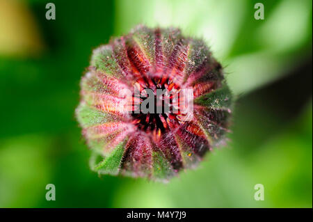 La Caléndula es una flor comestible y medicinal. Una tintura está hecho de  las hojas y los pétalos y se usa para tratar trastornos de la piel  Fotografía de stock - Alamy