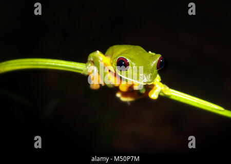 Rana costarricense en una rama en la noche en la selva