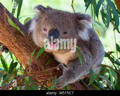 El Koala Phascolarctos cinereus o inexacta koala comiendo hojas Foto de stock