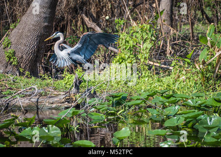 Great Blue Heron de pie sobre un cocodrilo bebé (con la boca abierta) a lo largo del St. Johns River cerca del muelle azul de Florida State Park. (Ee.Uu.) Foto de stock