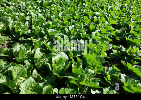 Brassica pekinensis, Napa cabbage Foto de stock