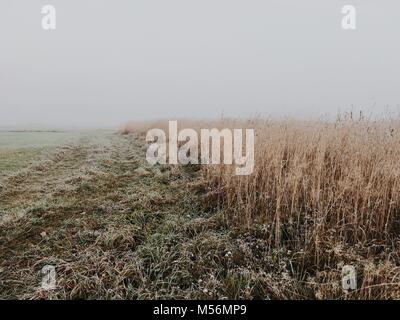 Nada detrás de campo de trigo blanco. Otoño duro escena con niebla. Foto de stock