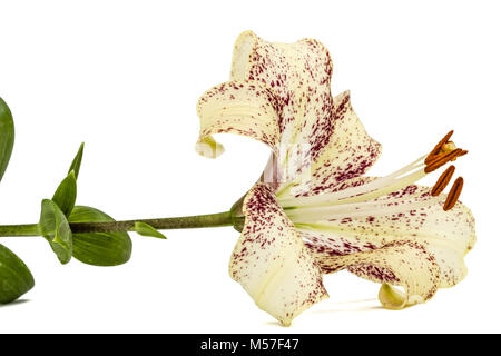 Flores grandes de lirio atigrado, aislado sobre fondo blanco Fotografía de  stock - Alamy