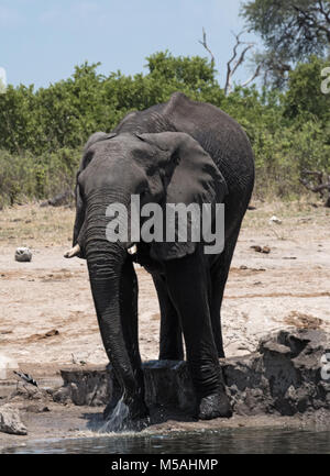 En un abrevadero de elefantes en el Parque Nacional Chobe, Botswana Foto de stock
