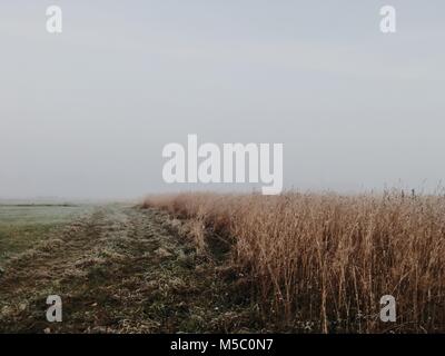 Nada detrás de campo de trigo blanco. Otoño duro escena con niebla. Foto de stock
