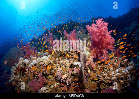 Los arrecifes de coral, densamente cubierto de corales pétreos (Scleractinia), corales blandos (Alcyonacea), Manada de peces (Anthias Anthiinae) Foto de stock