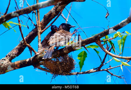 Rojo-ventilado, Bulbul Pycnonotus cafer, Bulbul, en el nido, pájaros, animales, Sri Lanka Foto de stock