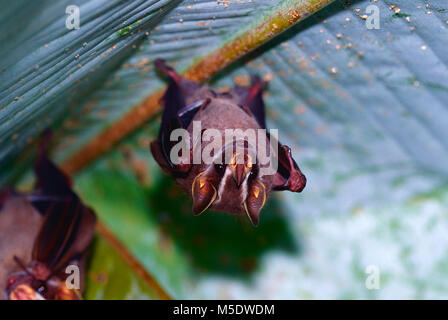 Tienda de decisiones, Uroderma bilobatum bat, Phyllostomidae, bat, mamífero, animal, Puerto Viejo, Costa Rica Foto de stock
