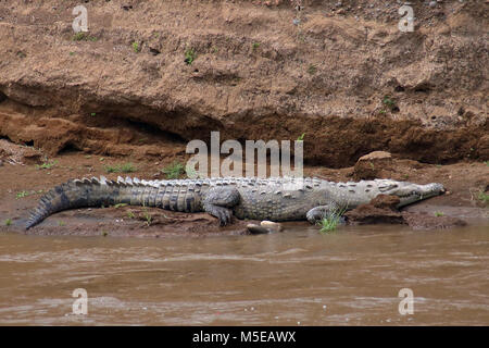 Wild Cocodrilo Americano (Crocodylus acutus) recostada sobre la orilla del río Tárcoles en la provincia de Puntarenas, Costa Rica Foto de stock