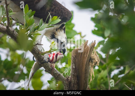 Primer plano de un águila pescadora alimentándose de un pez en un árbol. Foto de stock