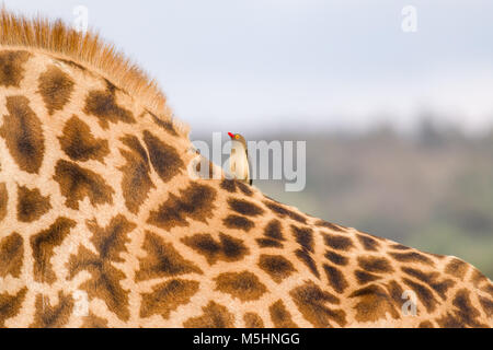 Una sola red-facturados oxpecker (Buphagus erythrorhynchus) posado sobre la espalda de una jirafa (Giraffa tippelskirchi Masai), Parque Nacional de Nairobi, Kenia Foto de stock