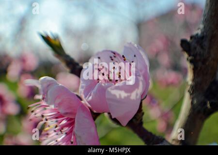 Plena flor cerezos en flor en primavera entrantes a Fading Light. Fondo de color rosa pastel suave, poca profundidad de campo. Foto de stock