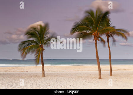 El Caribe, República Dominicana, Punta Cana, Playa Bávaro, moviendo las palmeras en la playa en el atardecer. Foto de stock