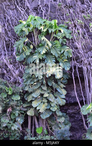 Viñas, subiendo la ladera de una colina rocosa en Hawai, con grandes hojas verdes y follaje maravilloso Foto de stock