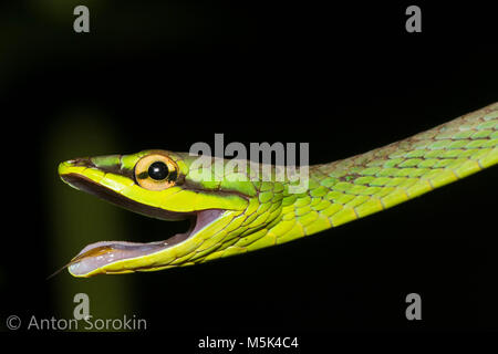 La Viña de Cope snake (Oxybelis brevirostris) es un inofensivo colubrid serpiente de América del Sur.