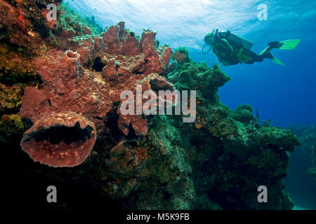 Los buceadores en un arrecife de coral del Caribe con gigantes esponja Barril (Xestospongia muta), la isla de Cozumel, México, el Caribe