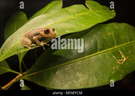 Un pequeño neotropical de la rana arborícola Scinax género. Foto de stock