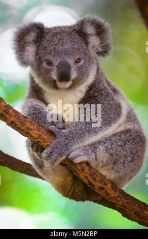 El Koala (Phascolarctos Cinereus, a menudo erróneamente denominado "el koala") es un marsupial herbívoros arbóreos, nativo de Australia. El Koala se encuentra en las zonas costeras de Australia oriental y las regiones del Sur, habitando en Queensland, Nueva Gales del Sur, Victoria y Australia del Sur. Foto: un koala descansando en un árbol. Foto de stock