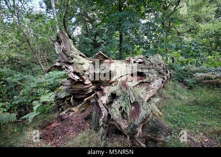 Árboles de roble del Bosque de Sherwood, ambos muy jóvenes y viejos. Foto de stock