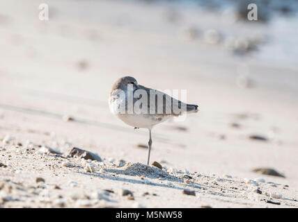 Willet (Tringa semipalmata) descansando en una playa rocosa y de arena blanca en México