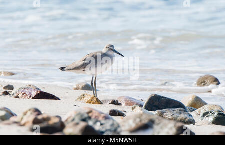 Willet (Tringa semipalmata) descansando en una playa rocosa y de arena blanca en México