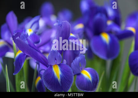 Iris sibirica en plena flor, comúnmente conocida como Siberia Siberia iris o bandera, Foto de stock