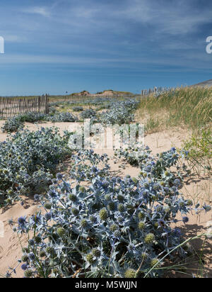 Mar Holly, Eryngium maritimum en hábitat de dunas Foto de stock