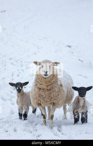 Flintshire, Gales, Reino Unido el 27 de febrero de 2018, el clima del Reino Unido: La bestia de Oriente llega con una venganza con temperaturas por debajo de -3C y nieve pesada caída de Flintshire. Una oveja las ovejas y sus corderos uno llevaba una chaqueta invierno snwo cubierto en una granja de ovejas de montaña en la aldea de Lixwm durante la tormenta de nieve La bestia del oriente, Flintshire © DGDImages/Alamy Live News Foto de stock