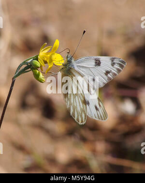 White Butterfly accidentada; Pontia protodice. Foto de stock