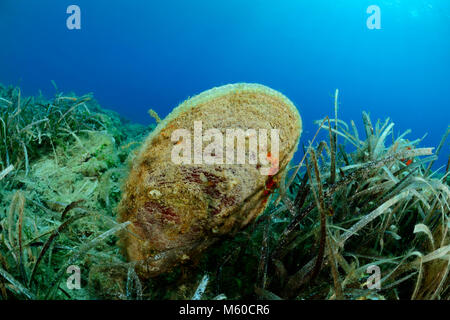 Noble Pluma Shell (Pinna nobilis en Neptuno de algas (Posidonia oceanica). Mar Mediterráneo, Dalmacia, Croacia