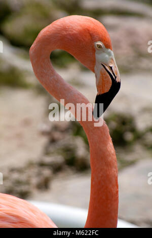 Caribe flamenco (Phoenicopterus ruber), Academia de delfines y animal park, Curazao, Antillas Holandesas, el Caribe Foto de stock