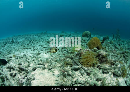 Verificación peces nadando sobre arrecifes de coral muerto, causada por el blanqueamiento del coral, calentamiento global, Bullenbaai, Curazao, Antillas Neerlandesas, Caribe, Mar Caribe Foto de stock