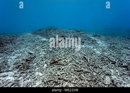 Arrecifes de coral muerto, causado por la decoloración de los corales (calentamiento global), Bullenbaai, Curazao, Antillas Neerlandesas, Caribe, Mar Caribe Foto de stock