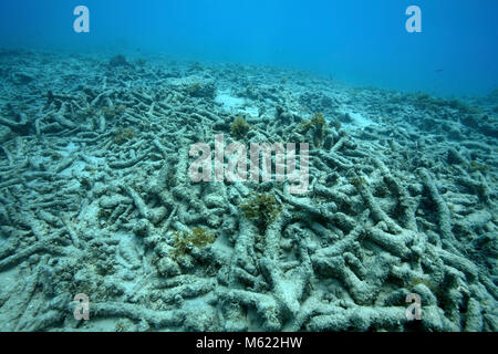 Arrecifes de coral muerto, causado por la decoloración de los corales (calentamiento global), Bullenbaai, Curazao, Antillas Neerlandesas, Caribe, Mar Caribe Foto de stock