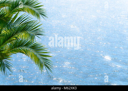 Palm, Palm Tree en azul agua brillante