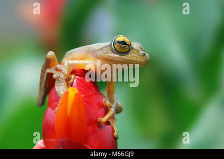 Harlequin rana de árbol en una flor, Indonesia Foto de stock