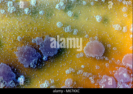 Antecedentes microbiológica de colonias de levadura. Superficie de agar en placa de Petri. Foto de stock