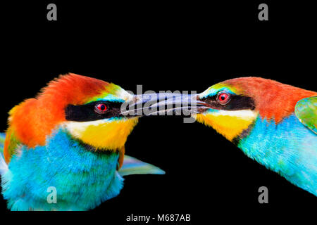 Beso de coloridas aves está aislado en un fondo negro