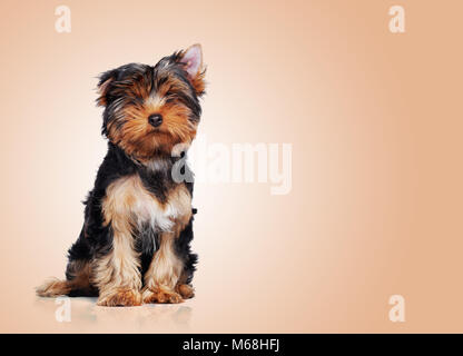 Cachorro de Yorkshire Terrier en tela beige Fotografía de stock - Alamy